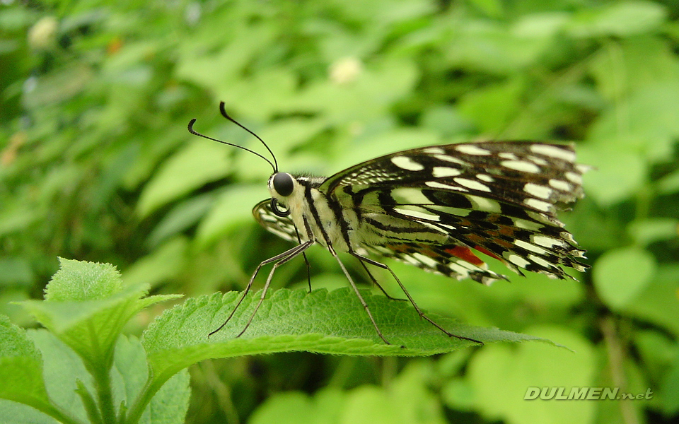 Lime Butterfly (Papilio demoleus)